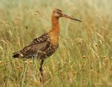 Svarthalespove, adult i sommerdrakt
Black-tailed Godwit - Limosa limosa