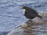 Fossekall, adult
White throated Dipper - Cinclus cinclus