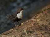 Fossekall, adult
White throated Dipper - Cinclus cinclus