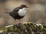 Fossekall, adult
White throated Dipper - Cinclus cinclus