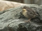 Fossekall, juvenil (1K)
White throated Dipper - Cinclus cinclus