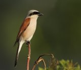 Tornskate, adult hann
Red-backed Shrike - Lanius collurio