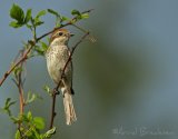 Tornskate, adult hunn
Red-backed Shrike - Lanius collurio