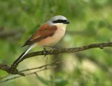 Tornskate, adult hann
Red-backed Shrike - Lanius collurio