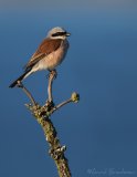 Tornskate, adult hann
Red-backed Shrike - Lanius collurio