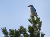 Varsler, adult
Great grey shrike - Lanius excubitor