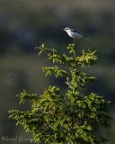 Varsler, juvenil (1K)
Great grey shrike - Lanius excubitor