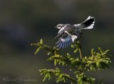 Varsler, juvenil (1K)
Great grey shrike - Lanius excubitor